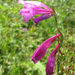 Mocsári kardvirág Gladiolus palustris