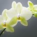 orchidea jól