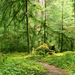 Gray Wolf River Trail, Olympic National Park, Washington