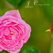 pink rose 2012.2