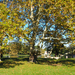Album - Laxenburg, SzG3