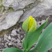 leendő tulipán