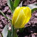 itt a tulipán