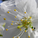 cseresznyevirág close-up