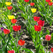 tulipánok színpompában