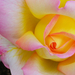 rózsa colorfull