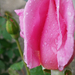 rózsa esőben
