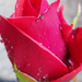 vörös rózsa esőcseppekkel