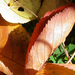 őszi levelek napsütésben