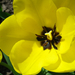 sárga tulipán