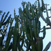 Kaktuszok fel