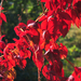Vörös ősz