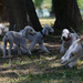 2013.08.03- Baráti Bedlington Találkozó