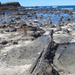 (530) Curio Bay, 170 millió éves megkövült erdő