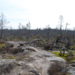 Tyresta nemzeti park - Erdőtűz