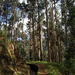 eukaliptusz erdő