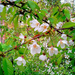 20080415729 vad cseresznye