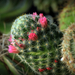 Kaktuszgyűjteményből