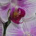 Orchidra makró