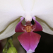 040 orchidea3