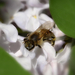 méhecske munkában