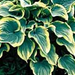 hosta sagae