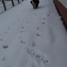 Kutya a télben