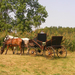 Életképek a falunapról: lovaskocsi