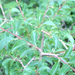 rhamnus saxatilis 5