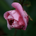 Rózsa-rózsaszín