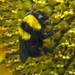 Délvidéki poszméh (Bombus argillaceus) 01