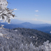 a frozen forest-1280x720