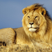 african-lion-1280-720-4240