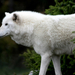 arctic-wolf-1280-720-4491