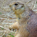 Prairie dog