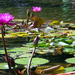 The Lake, Central Park