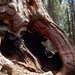 Sequoia NatPark
