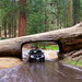 Sequoia by car