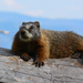 Grand Teton Marmot