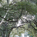 Forsyth Park