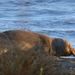 Elephant seal