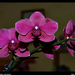 orchidea 7