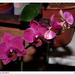 orchidea 10