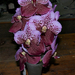 orchidea 22