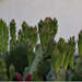 Kaktusz 2013 04