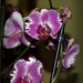 orchidea 28
