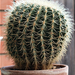 Kaktusz 2013 58