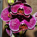 orchidea 32