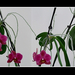 orchidea 34