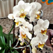 orchidea 35